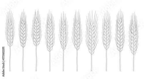 Detailed line drawing of multiple wheat stalks in a row