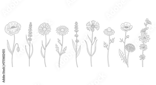 Collection of delicate hand drawn wildflowers and grasses in a line
