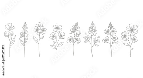 Elegant line drawing of delphinium flowers in a row