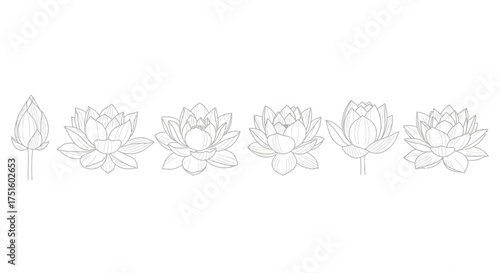 Collection of delicate line art illustrations of blooming flowers and buds