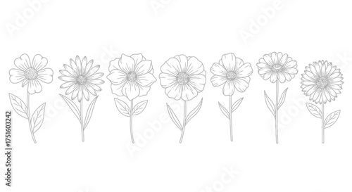 Delicate line drawing of seven different floral stems