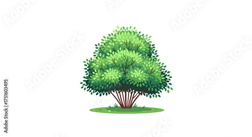 A lush green deciduous tree with dense foliage and a bushy appearance.