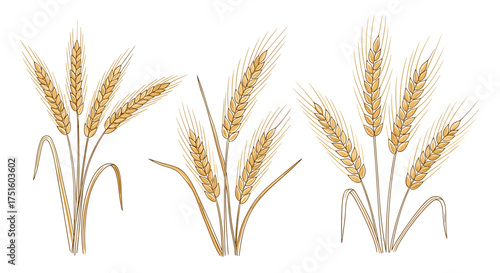 Three bunches of ripe wheat stalks with detailed grains and leaves.