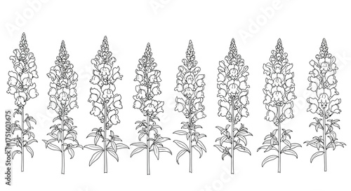 Fotografía Line art illustration of a row of tall lupine flowers
