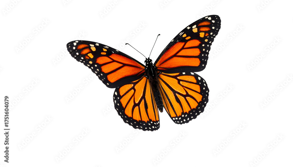 Fototapeta premium Vibrant monarch butterfly with open wings displaying bright orange and black patterns, showcasing natural beauty and delicate wing structure in vivid colors