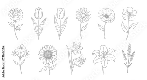 Collection of hand drawn botanical illustrations of various flowers and plants