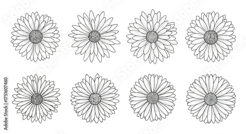 Collection of eight hand drawn daisy flower illustrations in black and white