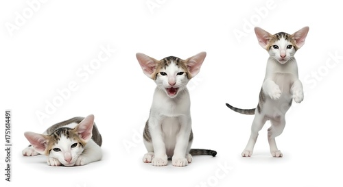 Three playful Oriental Shorthair kittens in various poses on white background.