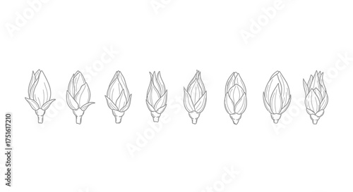 Hand drawn lilac buds isolated on white background in different stages