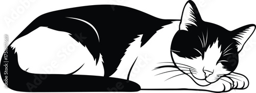 Vector art of black and white cat sleeping peacefully