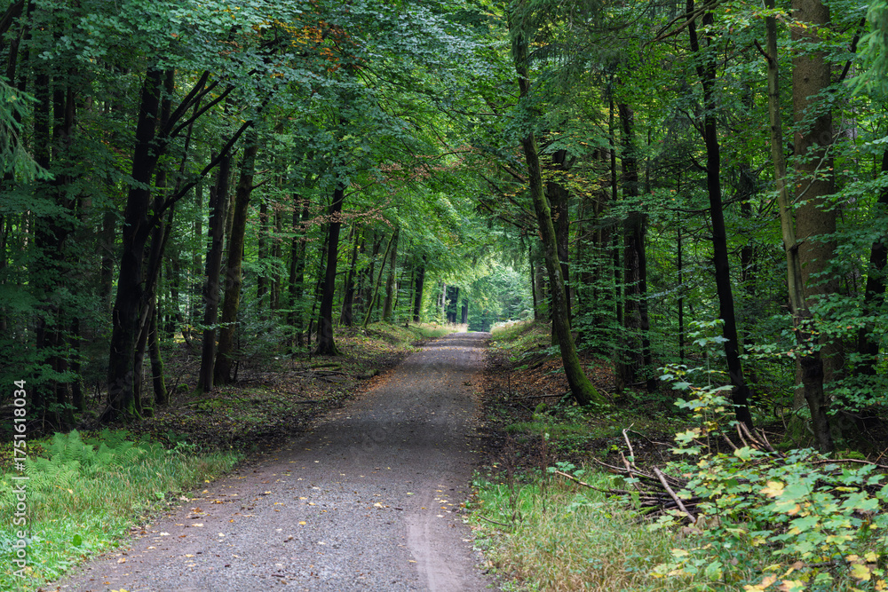 Fototapeta premium A Serene Pathway Meandering Through a Beautiful, Lush Green Forest Awaits You, Ready to Explore