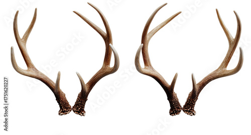 Two symmetrical sets of deer antlers, light beige/tan color, with detailed branching patterns, against a black background