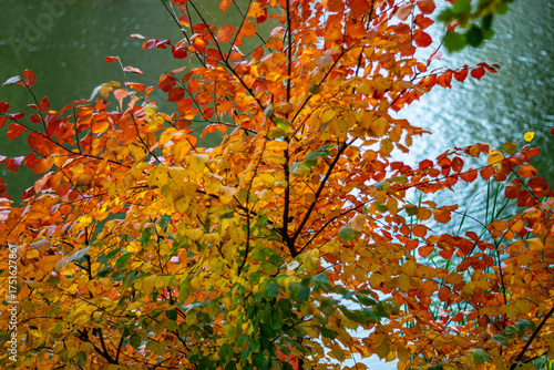 The beauty of autumn nature. The color of autumn leaves. Autumn background for your PC desktop.