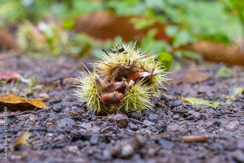 Fresh chestnuts lie on the forest floor inside their green spiky husks. The natural autumn scene captures the texture, color, and beauty of wild chestnut fruits in a woodland environment.