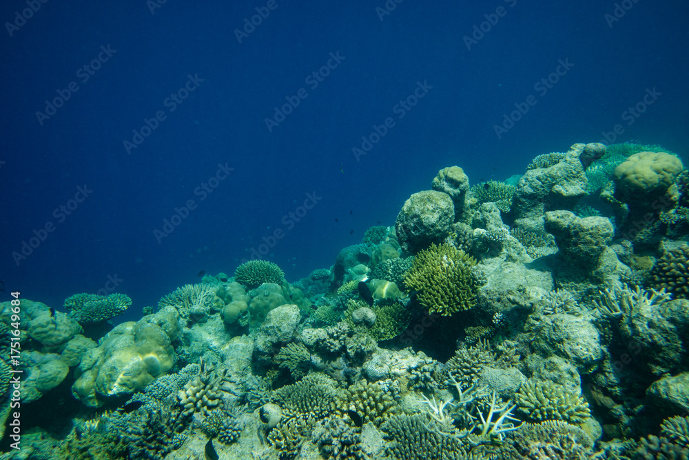 Fototapeta premium underwater blue ocean surface reef swim 