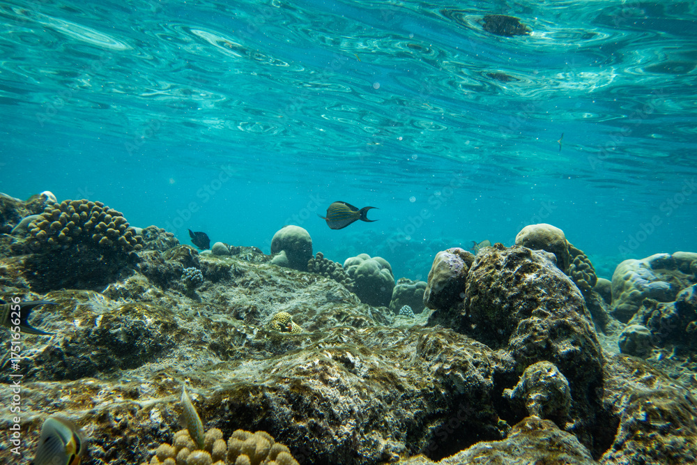 Fototapeta premium underwater blue ocean surface reef swim