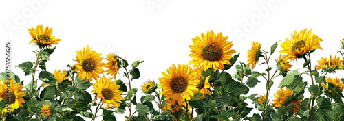 Bright yellow sunflowers in a field against a black background