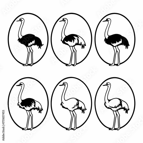 Different ostrich vector illustrations inside circle in various poses and styles