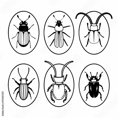 Collection of six beetle illustrations, showcasing different shapes and sizes