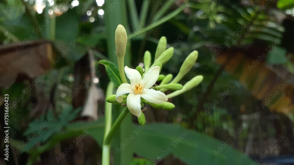 Fototapeta premium Papaya flowers bloom in the garden. Also known as pepaya, betik, carica papaya, papaw or pawpaw.