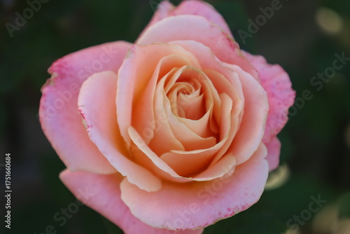 Foto Pink hybrid rose buds close up blurred background
