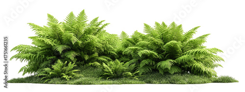 Lush fern thicket on a grassy knoll
