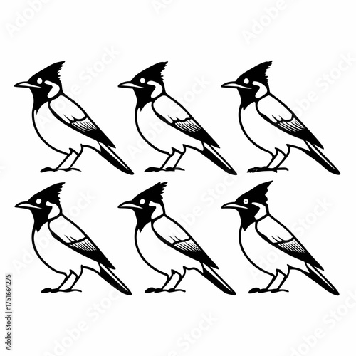 Six horned lark birds in black and white for ornithology illustrations