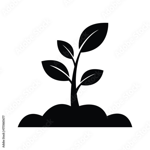 Black plant growing from soil shows early stages in a transparent background