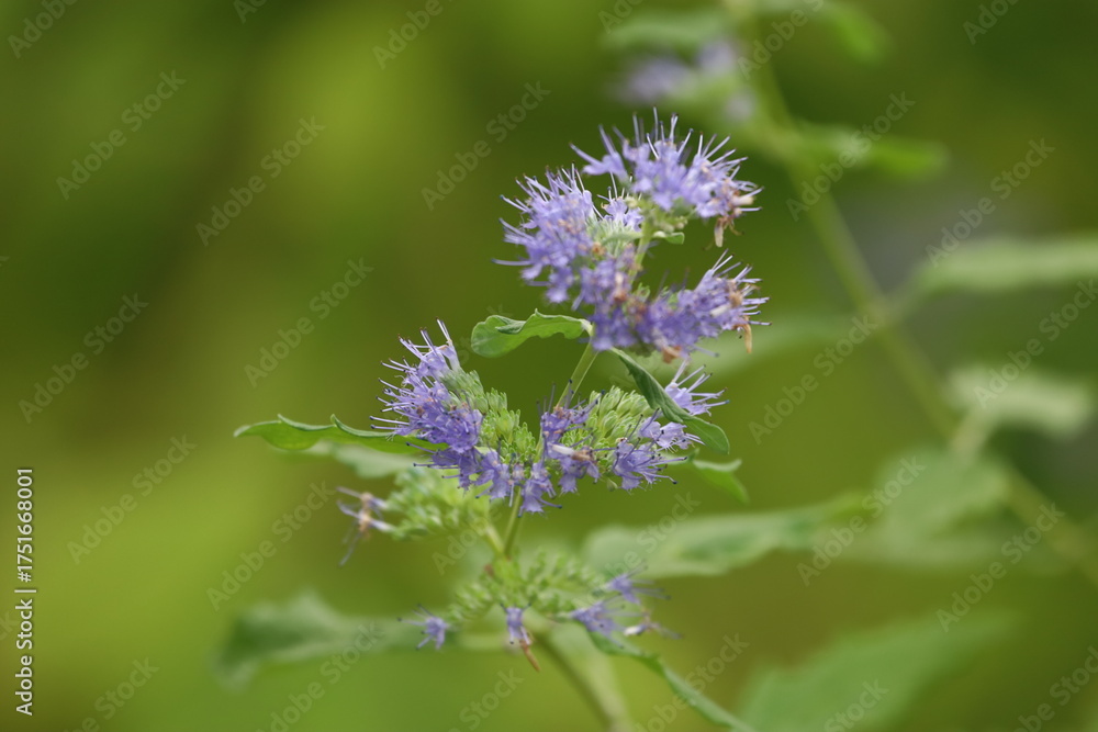 Obraz premium Close-up of blooming Caryopteris branch with purple flowers