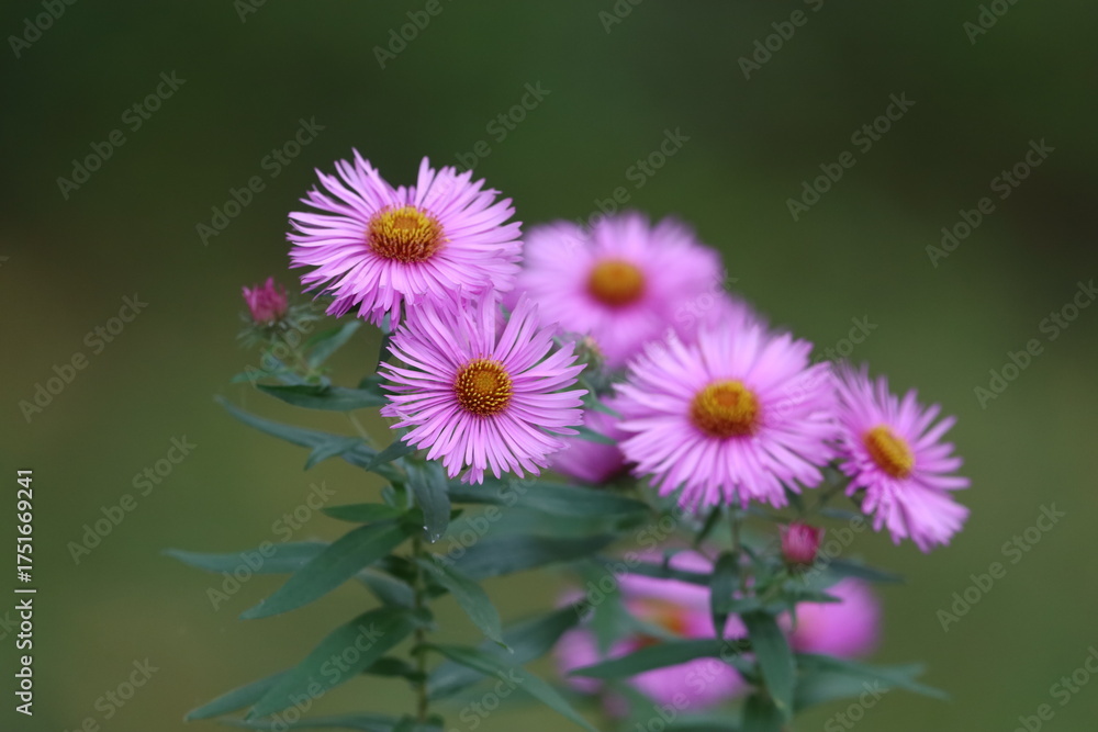 Fototapeta premium Close-up yellow-centered flowers on green stems