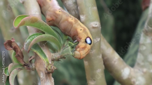 Caterpillar Feasting on Desert Rose Leaves A Close-Up