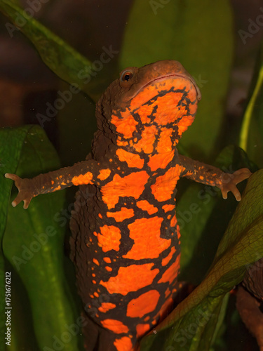 Closeup on a bulky large aquatic female of the endangered Vietnamese Tam Dao Warty newt, Paramesotriton deloustali