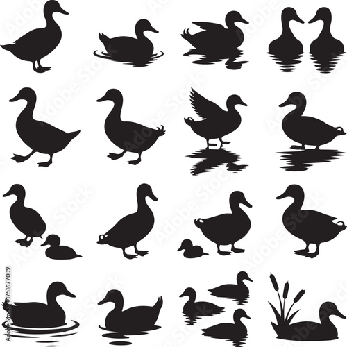 Various duck silhouettes showing different poses activities and relationships collection