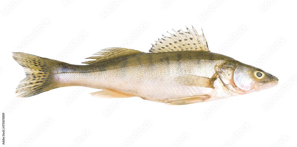Fototapeta premium Fish perch on a white background isolated