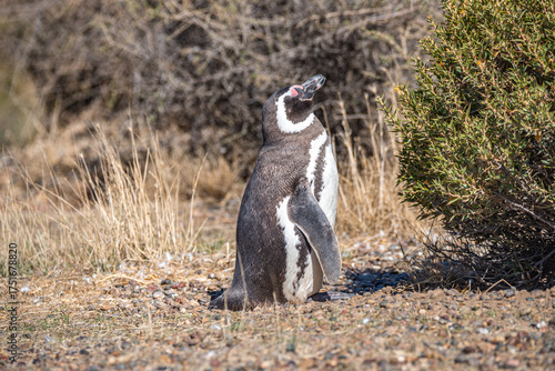 Magellanic penguins guarding their nests at peninsula Valdes, Patagonia, Argentina