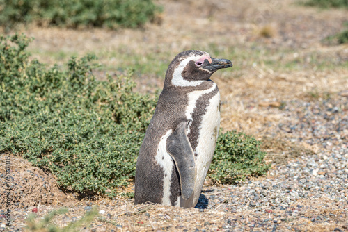 Magellanic penguins guarding their nests at peninsula Valdes, Patagonia, Argentina