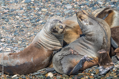 Atlantic Ocean coastline in peninsula Valdes Patagonia with colony sealions, Argentina