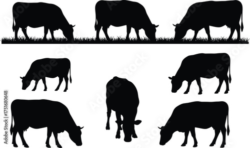 Cow silhouettes grazing on grass vector illustration set, farm animal collection for agriculture, dairy farming, livestock, countryside, and natural rural scene design
