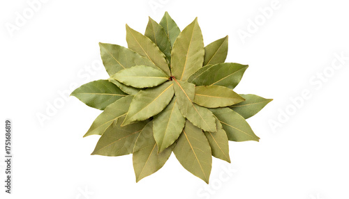 Bay leaves arranged in a floral-like pattern on a black backdrop