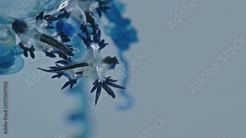 Beautiful Blue Dragons are small, shiny silver-blue creatures that look beautiful and unusual. However, they contain deadly poison from the prey they eat, such as the fire jellyfish.