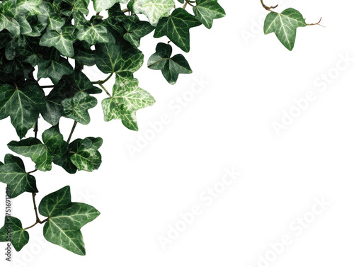 Close-up of ivy leaves cascading downward, forming a corner border against a black backdrop