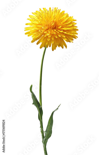 Wallpaper Mural Bright yellow dandelion flower, isolated Torontodigital.ca