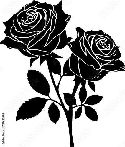 black and white Two roses