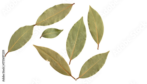 Bay leaves on black cooking ingredient, seasoning, flavor