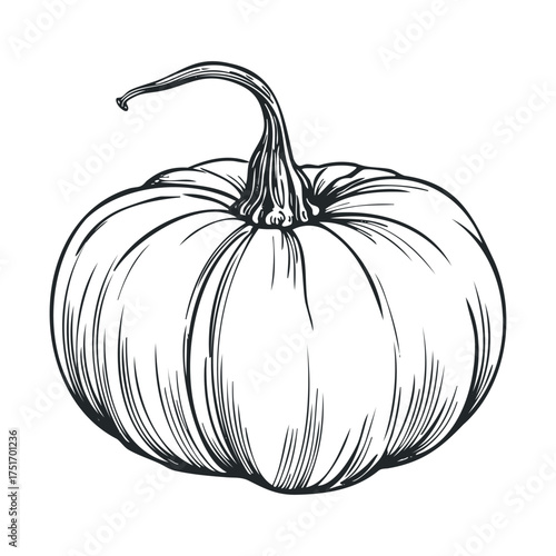 Elegant illustration of a pumpkin for autumn decoration ideas. Vector hand drawn illustration