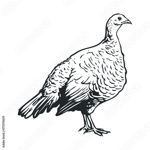 Captivating image of a detailed turkey design for fall celebrations. Vector hand drawn illustration