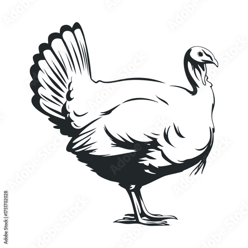 Turkey standing proudly in a farmyard setting for autumn celebrations