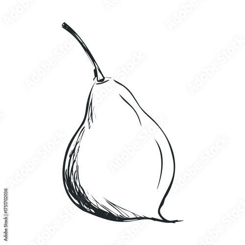 Hand drawn pear illustration for organic food promotion