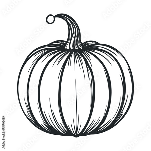 Hand drawn pumpkin for autumn decoration and harvest celebration. Vector hand drawn illustration