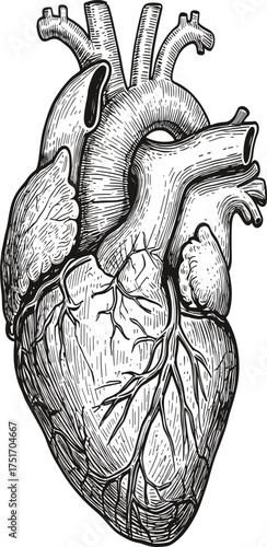Black and white anatomical human heart illustration with detailed linework anatomy medical
